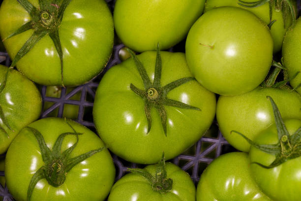 Unripe tomatoes ripening in a box.