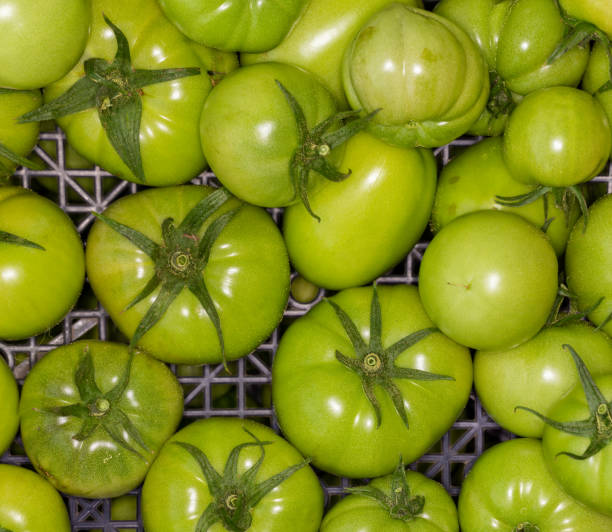 Unripe tomatoes ripening in a box.