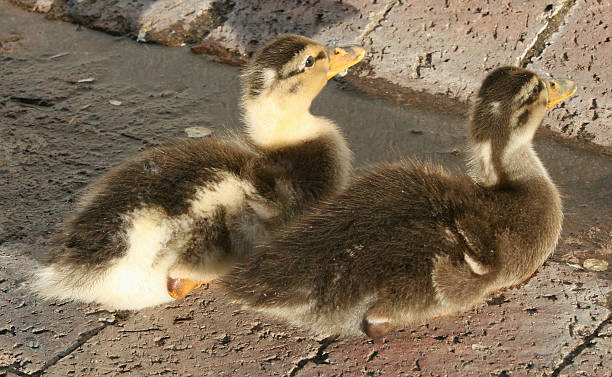 Ducklings stock photo