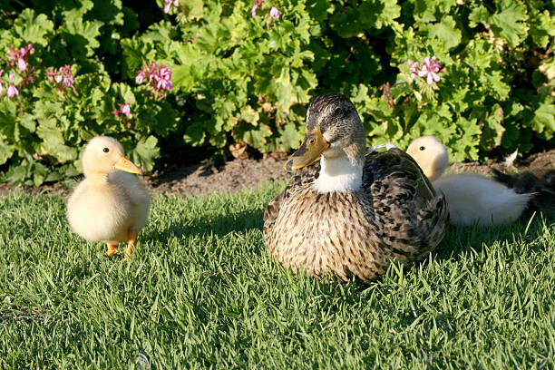 Mother Duck stock photo