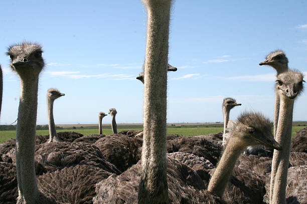 Ostriches stock photo