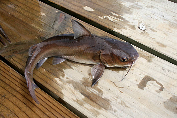 Live catfish on jetty stock photo