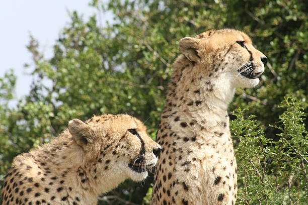 Cheetahs Staring stock photo