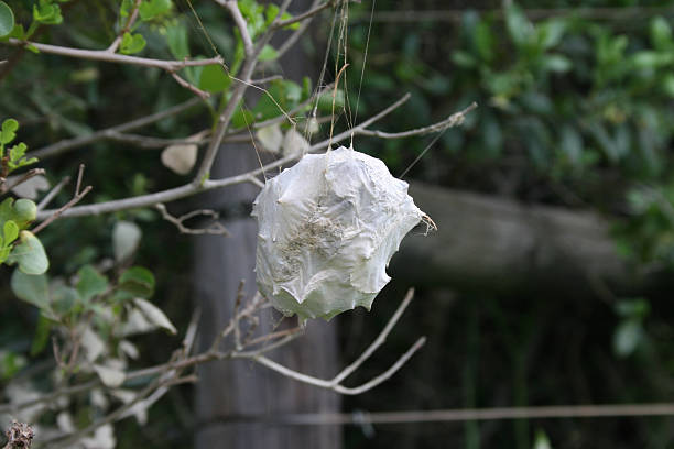 Spider's nest stock photo