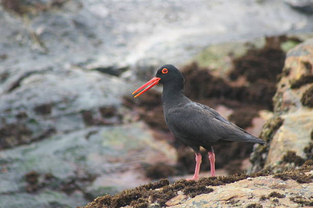 istock African Black Oystercatcher 104880226