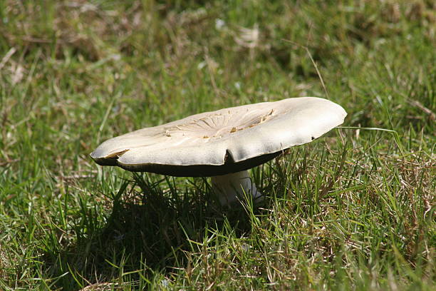 Wide Mushroom stock photo