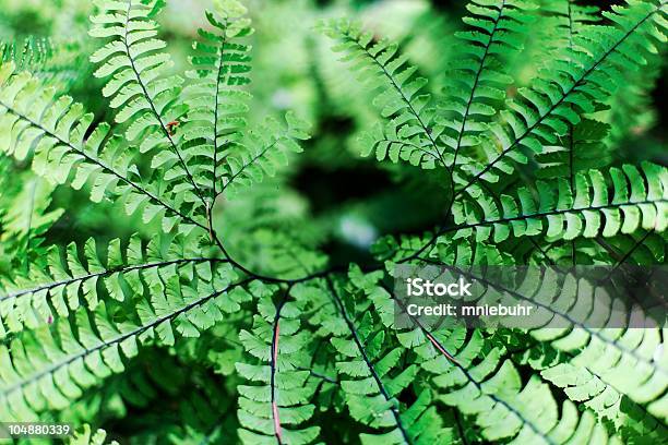 Vista Detalhada De Um Feto Adiantum Pedatum Maidenhair - Fotografias de stock e mais imagens de Avenca-americana