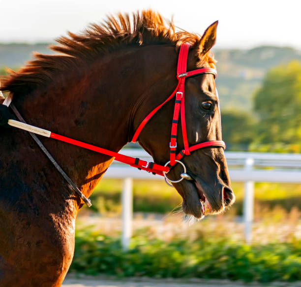 istock Portrait of the red arab stallion. 1048804030