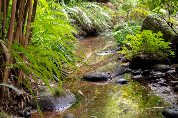 istock stream in woodland 1048804062