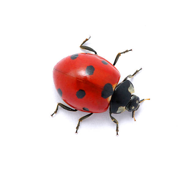 coccinelle sur blanc - ladybug insect isolated nature photos et images de collection