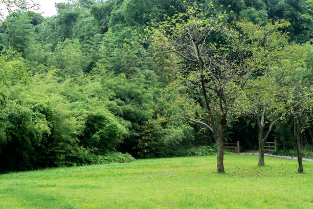 istock woodland and lawn 1048806240