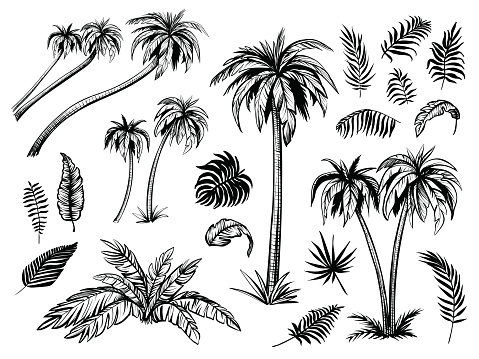 Palm trees and leaves. Black line silhouette isolated on white background. Vector sketch illustration.