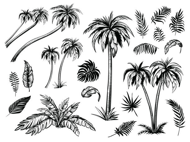 Palm trees and leaves. Black line silhouettes. Vector sketch illustration. Palm trees and leaves. Black line silhouette isolated on white background. Vector sketch illustration. subtropical stock illustrations