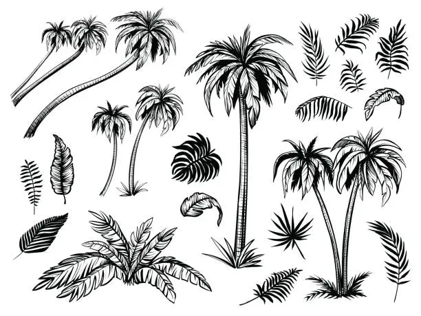 Vector illustration of Palm trees and leaves. Black line silhouettes. Vector sketch illustration.