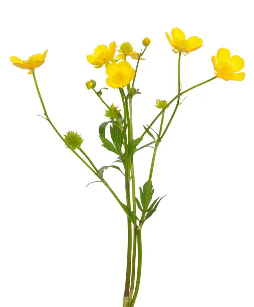 Meadow buttercup ( Ranunculus acris) flower isolated on a white background
