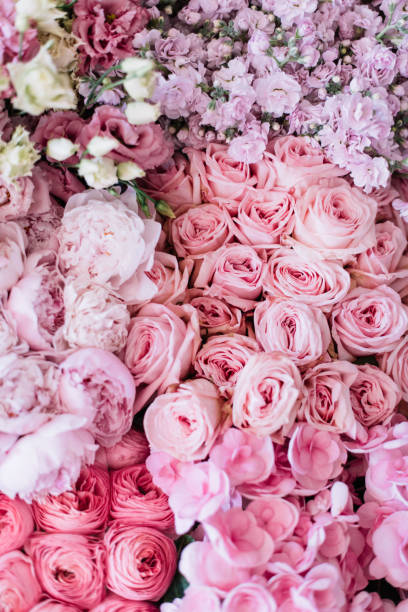 Beautiful blossoming flower bed of freshly delivered flowers at the florist shop: peonies, roses, ranunculus, tulips, carnations,eustoma lisianthks, hydrangea in tender pink colours, top view stock photo
