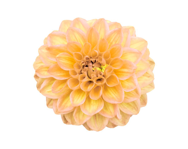 istock Yellow Dahlia Flower 1048807452