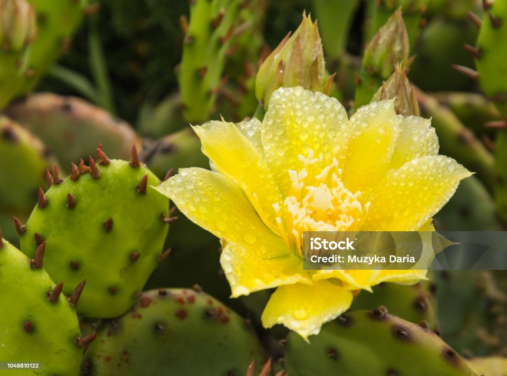 Flor De Cactus Del Higo Indio Foto de stock y más banco de imágenes de  Cactus - Cactus, Flor, Aire libre - iStock