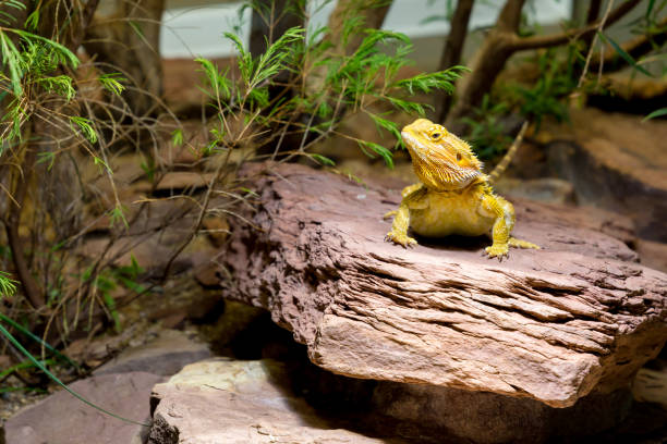 bearded dragon yellow bearded dragon on a stone terrarium stock pictures, royalty-free photos & images