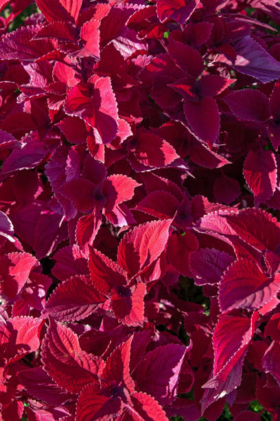 istock Big red flowers on the flower bed 1048811162