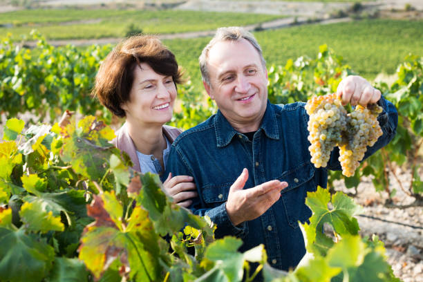 istock Wine maker shows to wife grapes 1048814446