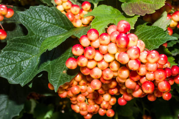 istock large bunch of red viburnum 1048815278