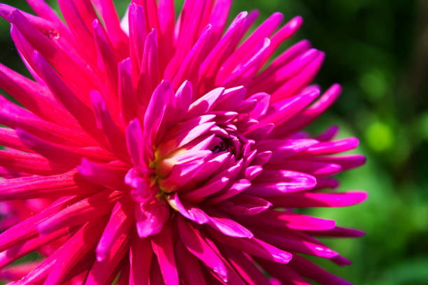 istock Pink spiky flower 1048817934
