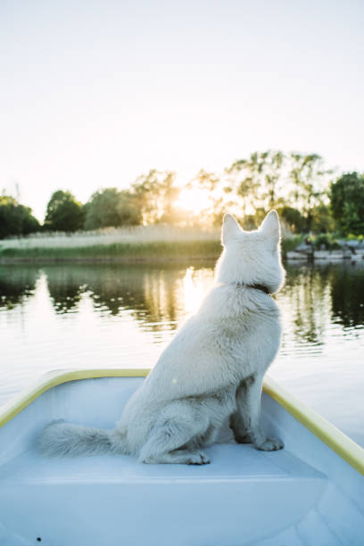 istock Curious dog on a boat 1048818144