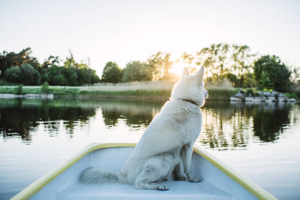 istock Dog on a boat 1048818158