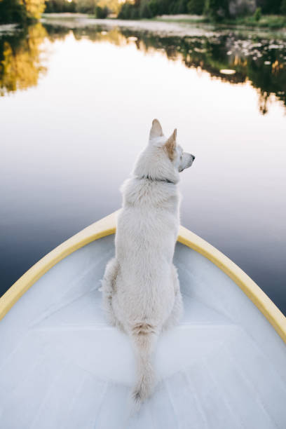 istock Curious dog on a boat 1048818160