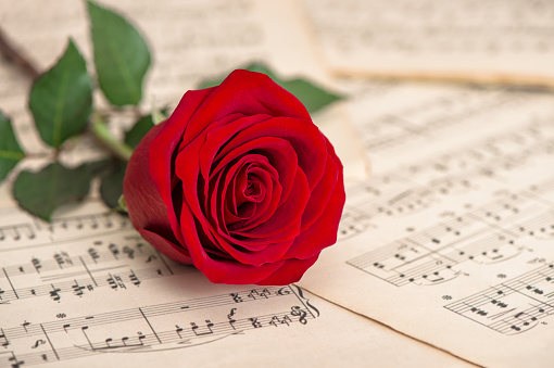 Red rose flower and music notes sheet. Holidays background