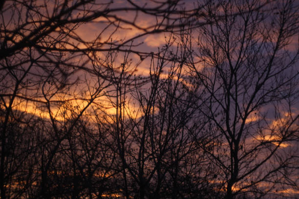 istock A Sunset Broken By Darkened Trees. Sky Behind Trees Stock Photos. 1048821702