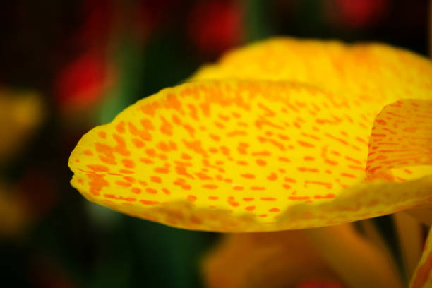 istock Yellow spotty petal 1048822052