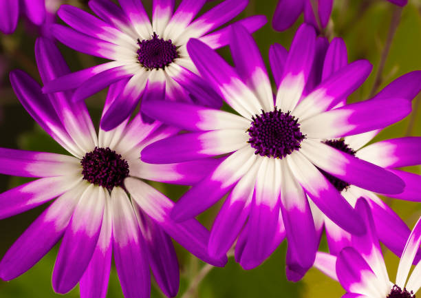 Senetti Trio flowers