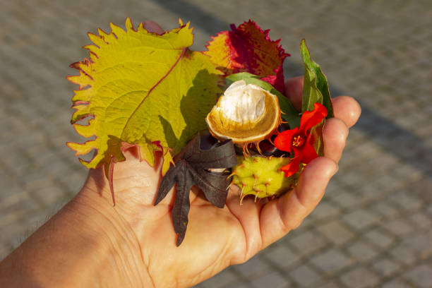 istock autumn leaves held in hand 1048824576