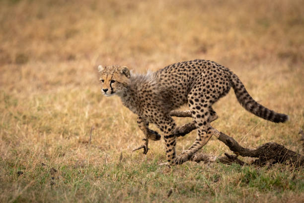 istock Cheetah cub jumping over log in grass 1048824930