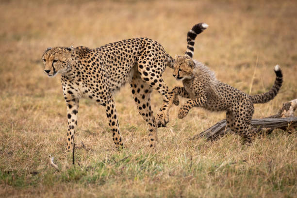 istock Cheetah cub jumps after mother in grass 1048824936