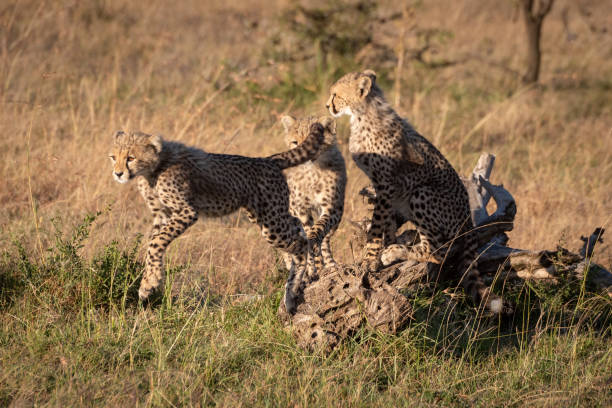 istock Cheetah cub jumps from others on log 1048825112