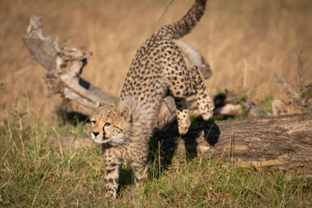 istock Cheetah cub jumps off log in grass 1048825212