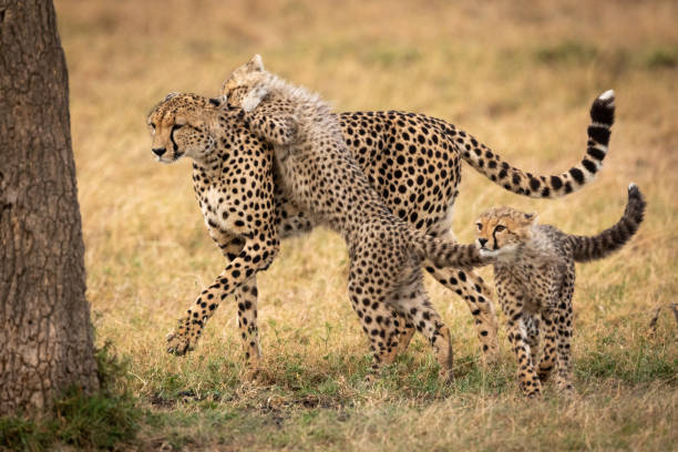 istock Cheetah cub jumps on mother beside another 1048825238