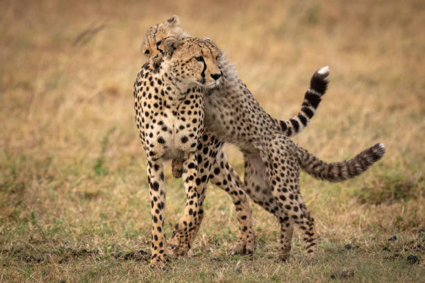 istock Cheetah cub jumps on back of mother 1048825240