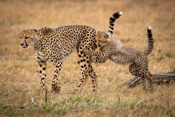 istock Cheetah cub jumps on mother in grass 1048825242