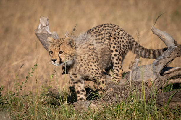 istock Cheetah cub jumps over log in grass 1048825264