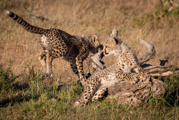 istock Cheetah cub jumps past another on log 1048825268