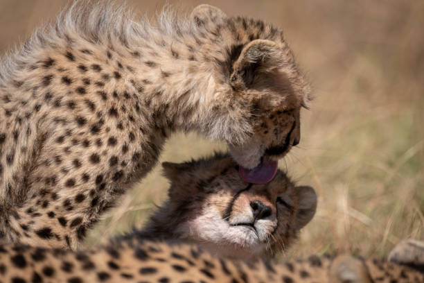 istock Cheetah cub licking face of its sibling 1048825318