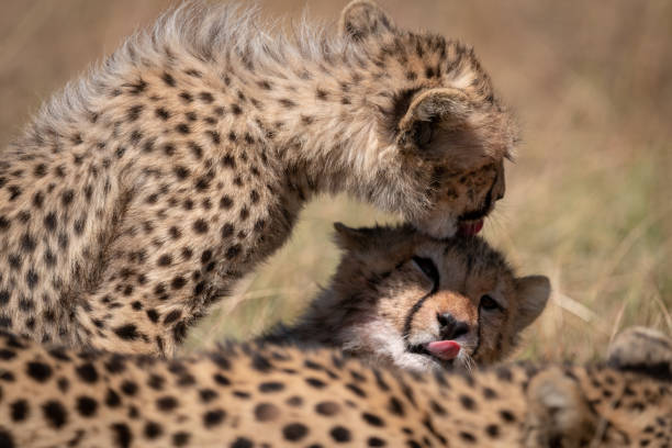 istock Cheetah cub licking head of its sibling 1048825322