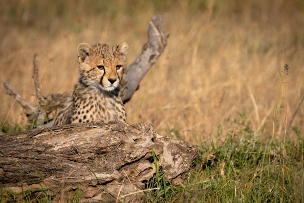 istock Cheetah cub looks over log in grass 1048825498