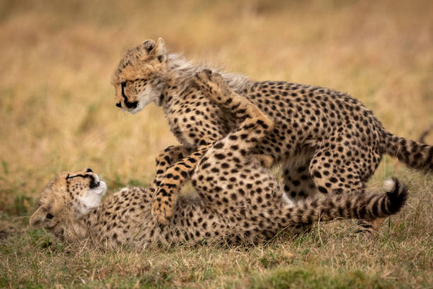 istock Cheetah cub lying on ground fighting sibling 1048825560