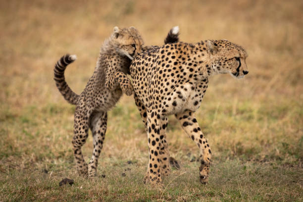 istock Cheetah cub paws mother on grassy plain 1048825658