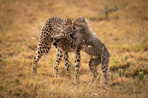 istock Cheetah cub playing with mother in grass 1048825878